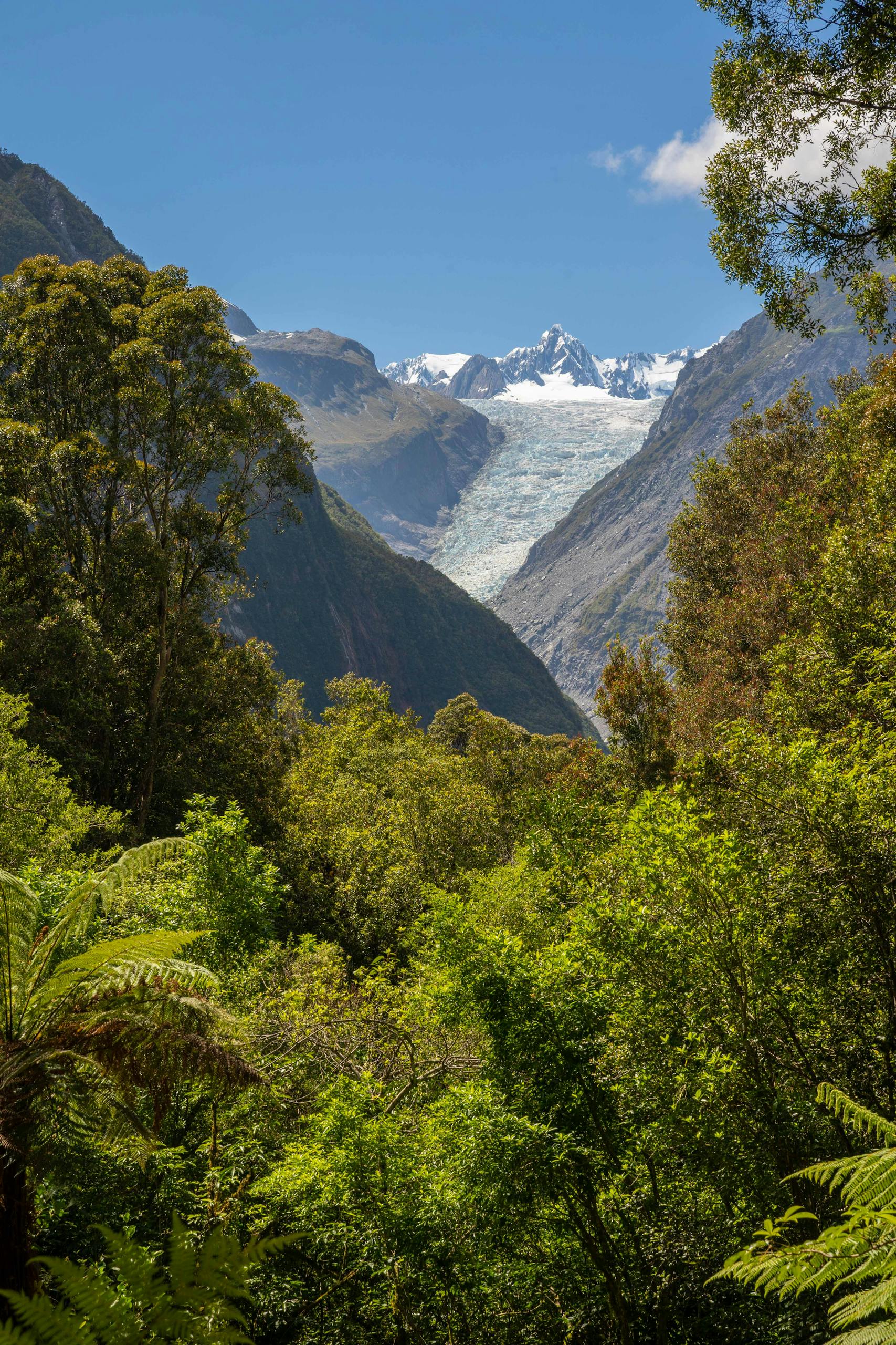 Breathtaking view of Fox Glacier framed by lush forest on a clear day, perfect for nature lovers and travel enthusiasts.