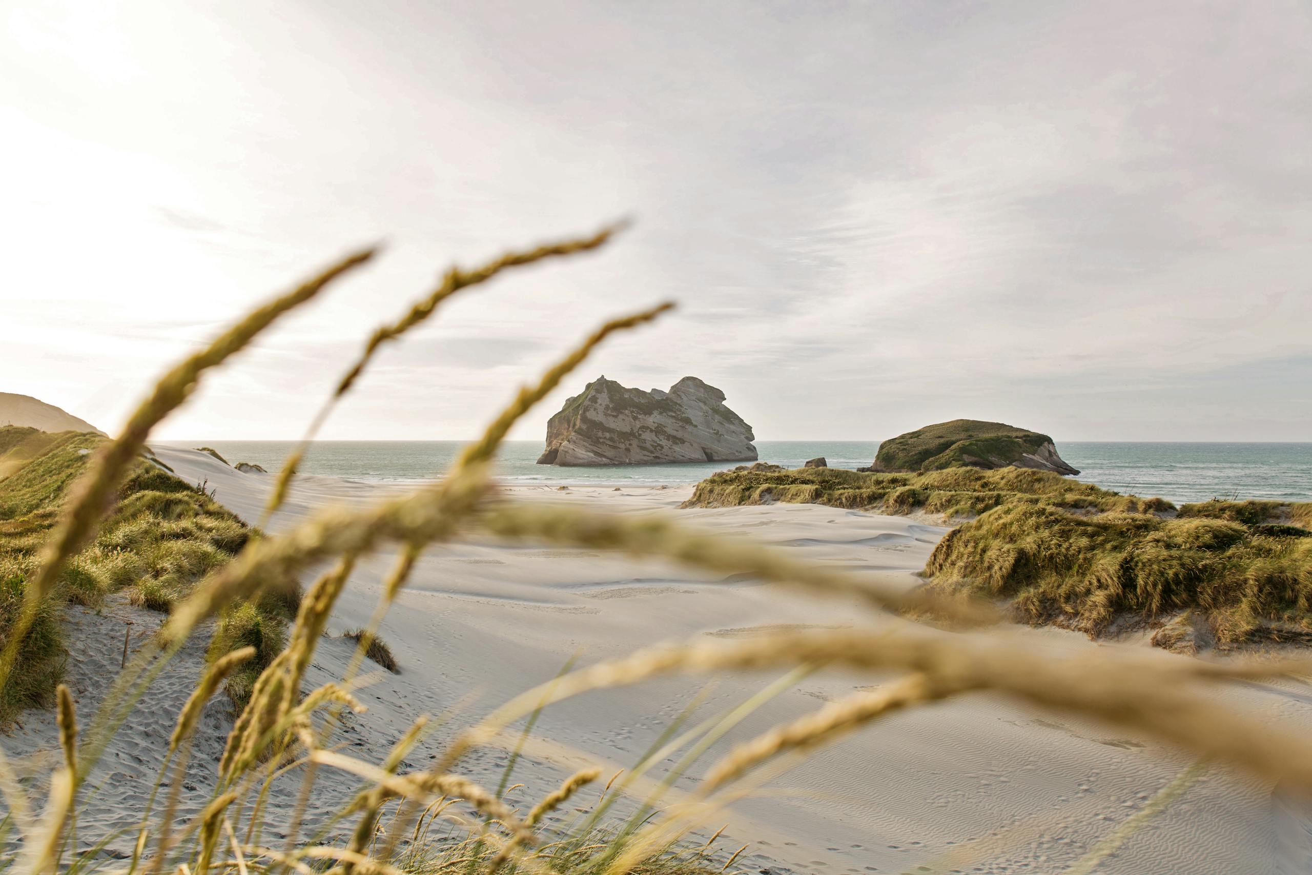 Scenic view of Wharariki Beach with grass in foreground during sunset in Tasman, New Zealand.