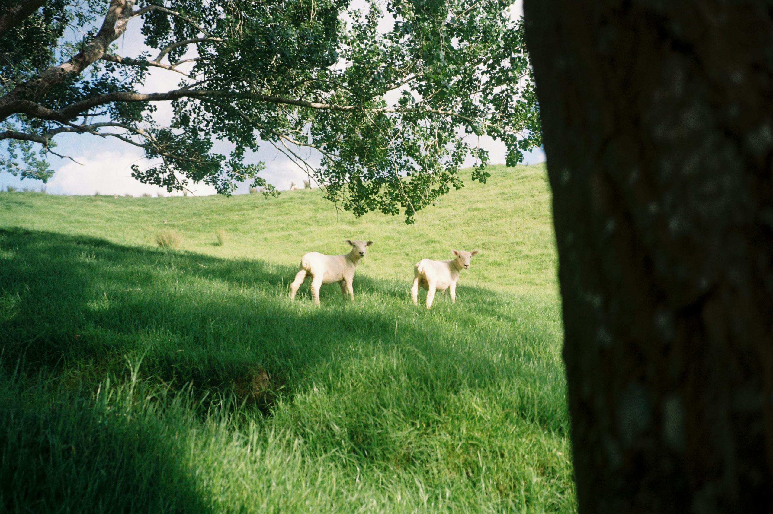Two lambs in a lush green meadow under a tree in Auckland, New Zealand.